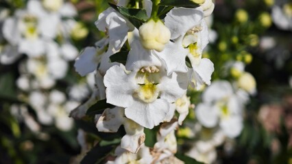 Fototapeta premium Angelonia Angustifolia flowers or summer snapdragon flowers