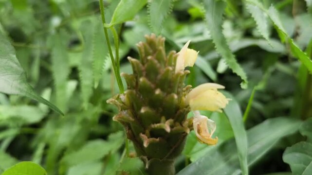 Wild ginger cone with small yellow flowers emerging among lush foliage.