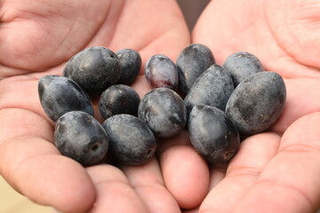 A close up view of ripe black olives in open human hands. Close up of fresh black olives held in...