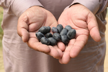 A close up view of ripe black olives in open human hands. Close up of fresh black olives held in human hands, showcasing natural texture and organic farming concept. agriculture, healthy food,
