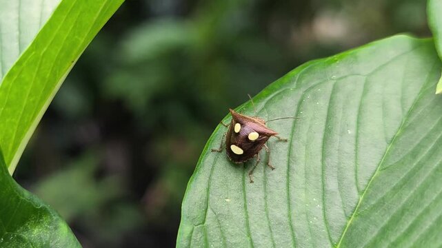 Brown shield bug resting on green leaf in natural environment