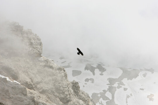 Crow flying in fog over snowy Zugspitze mountain Germany