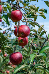 View of a delicious Akibae apple orchard in autumn.