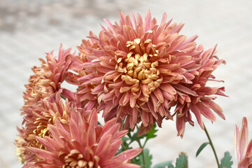 Beautiful Red chrysanthemum flowers closeup in the winter garden, Closeup of Chrysanthemum flower, Field of the Red Chrysanthemum, Beautiful Red flower blooming in nature.
