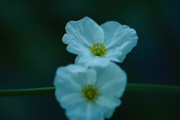 Fototapeta premium The lotus flowers bloom in the morning, illuminated by the sunlight, creating a beautiful scene.