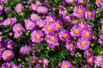 Obraz premium Beautiful pink aster flowers in full bloom in an autumn garden.