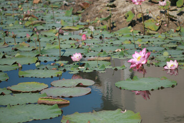 The lotus flowers bloom in the morning, illuminated by the sunlight, creating a beautiful scene.