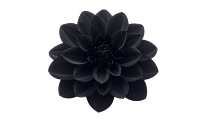 A dark, elegant dahlia flower with layered petals, set against a stark black background