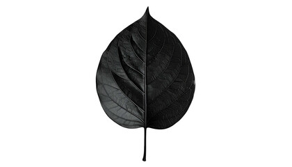 A black leaf, split vertically showcasing texture and veins against a stark, black backdrop