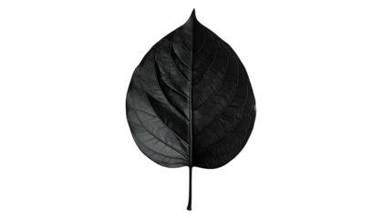 A black leaf, split vertically showcasing texture and veins against a stark, black backdrop