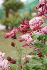 Beautiful Red chrysanthemum flowers closeup in the winter garden, Closeup of Chrysanthemum flower, Field of the Red Chrysanthemum, Beautiful Red flower blooming in nature.