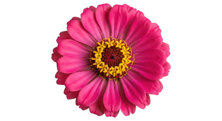 Close up of a vibrant pink zinnia flower with yellow center on transparent background