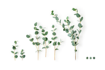 Eucalyptus branches photography isolated on white background