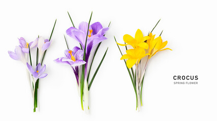Crocus flowers banner isolated on white background