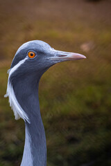 Obraz premium Demoiselle crane Grus virgo preens its gray and white feathers.