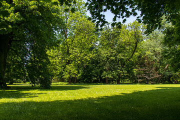 Fototapeta premium Sunny park with lawn and mature trees on a summer day. Fresh green nature in a city garden, ideal background for ecology, relaxation and peaceful outdoor environment.