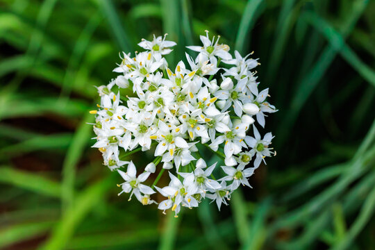 Chinese chive flowers blooming neatly in a summer garden.
