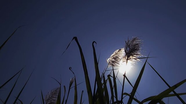 Overgrown due to heavy rain this year, sugarcane flowering signals maturity. Delayed harvest causes significant sucrose loss, weight reduction, & logistical challenges. Timely harvest is critical