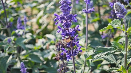 Lavender flowers. Lavender purple lavender filed.