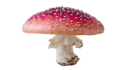 A vibrant red-capped mushroom with white spots and a sturdy stem stands out against black