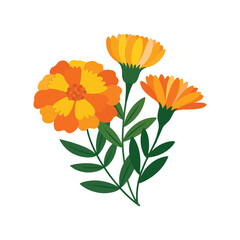 Orange and Yellow Marigold Flowers Vector Illustration for Floral Design