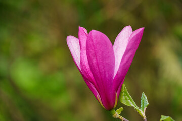 Fototapeta premium Close-up of delicate pink magnolia Susan (Magnolia liliiflora x Magnolia stellata) bud, surrounded by green leaves, set against lush, blurred green background