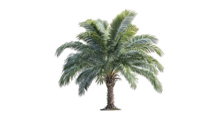 Obraz premium A realistic, fully-isolated palm tree with green fronds on a transparent black background