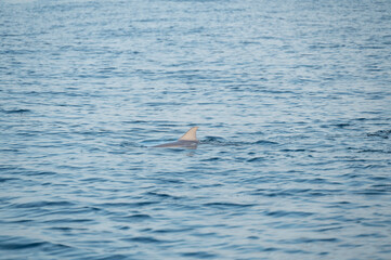 Fototapeta premium The dorsal fin of a dolphin calmly breaks the ocean surface, creating a minimalist and natural scene that symbolizes freedom and marine life. Die Rückenflosse eines Delfins durchbricht ruhig die Wasse