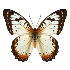 Obraz premium A delicate monarch butterfly with orange and black wings is isolated on a white background, capturing the beautiful macro detail of this colorful summer insect from nature