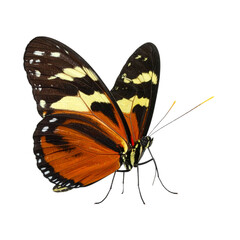 Obraz premium A delicate monarch butterfly with orange and black wings is isolated on a white background, capturing the beautiful macro detail of this colorful summer insect from nature