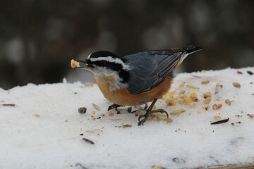 Nuthatch Eating, Whitemud Park, Edmonton, Alberta