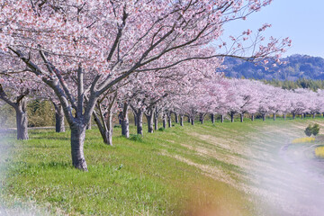 Obraz premium 遠くまで続く田舎の桜並木の風景