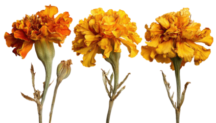 Three vibrant orange and yellow blooms isolated on a stark black background