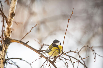 Great Tit Bird Perched on a Branch