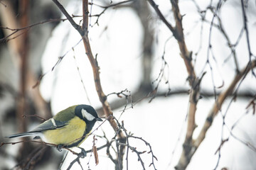 Great Tit Bird Perched on a Branch