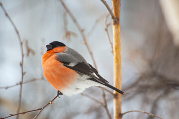 Male Bullfinch Perched on a Branch in Winter