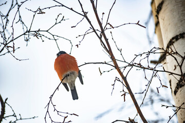 Male Bullfinch Perched on a Branch in Winter