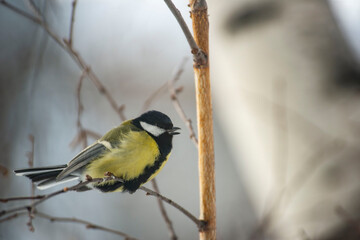 Great Tit Bird Perched on a Branch