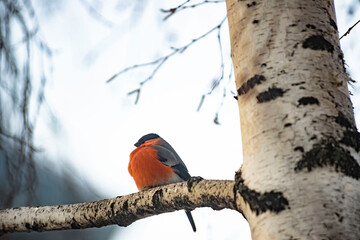 Male Bullfinch Perched on a Branch in Winter
