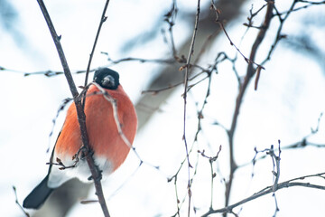 Male Bullfinch Perched on a Branch in Winter