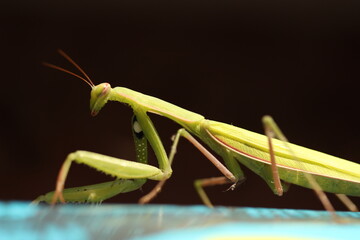 Close up of praying mantis