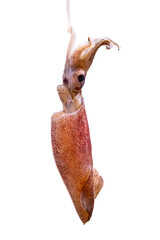 Fresh squid, raw natural seafood isolated on white background.