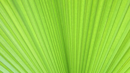 Close up palm leave textures. Detailed abstract background image of green palm leaves in nature with selective focus.