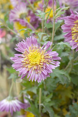 Obraz premium Beautiful Pink chrysanthemum flowers closeup in the winter garden, Closeup of Chrysanthemum flower, Field of the Pink Chrysanthemum, Beautiful Pink flower blooming in nature.