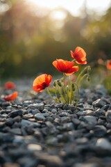 Vibrant poppies blooming through rocks