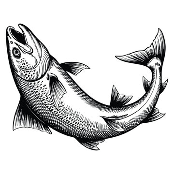 Jumping salmon fish hand drawn illustration vector design suitable for aquatic wildlife food design fish market product or natural themed creative artwork