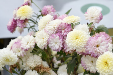 Beautiful white chrysanthemum flowers closeup in the winter garden, Closeup of Chrysanthemum flower, Field of the white Chrysanthemum, Beautiful white flower blooming in nature.