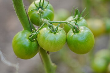 Tomatoes, fruits, and tomatoes grow in a greenhouse