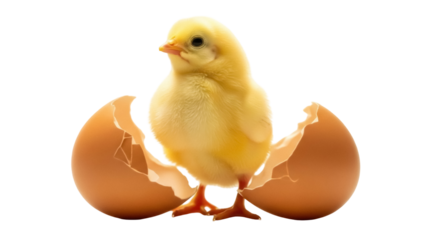 Adorable yellow chick PNG isolated, emerging from a cracked eggshell on transparent background, symbol of new life and springtime