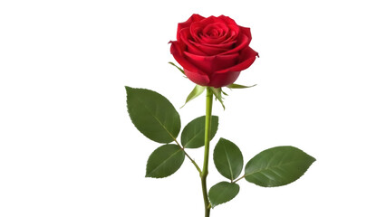 Naklejka premium Beautiful red rose isolated PNG on transparent background, romantic flower for Valentine s Day and love themes, floral design element